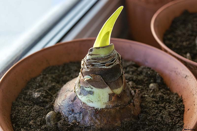 Tips for Growing Amaryllis in the Garden