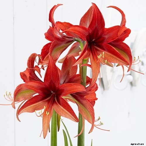 Tips for Growing Amaryllis in the Garden