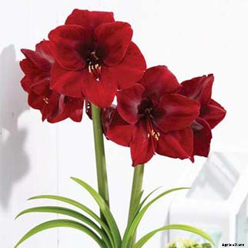 Tips for Growing Amaryllis in the Garden