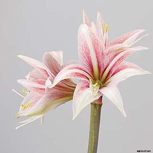Tips for Growing Amaryllis in the Garden