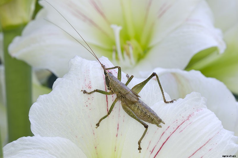 Tips for Growing Amaryllis in the Garden