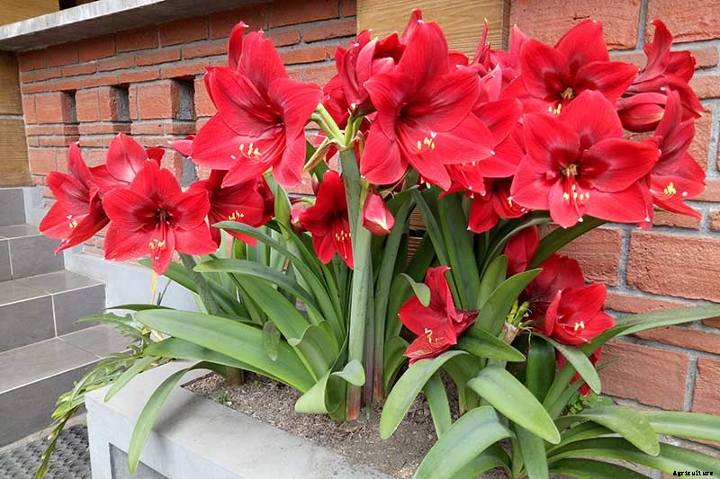 Tips for Growing Amaryllis in the Garden