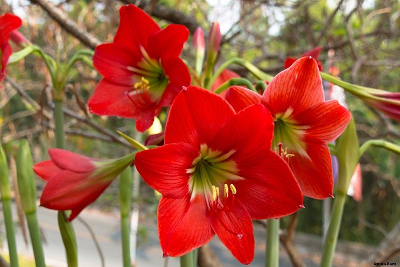 Tips for Growing Amaryllis in the Garden