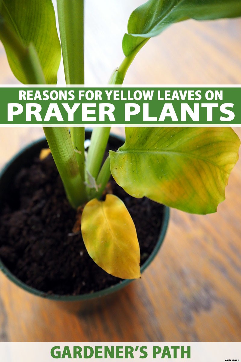 Troubleshooting Yellow Leaves on Prayer Plants