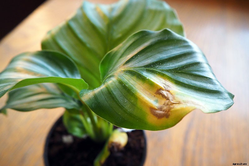 Troubleshooting Yellow Leaves on Prayer Plants