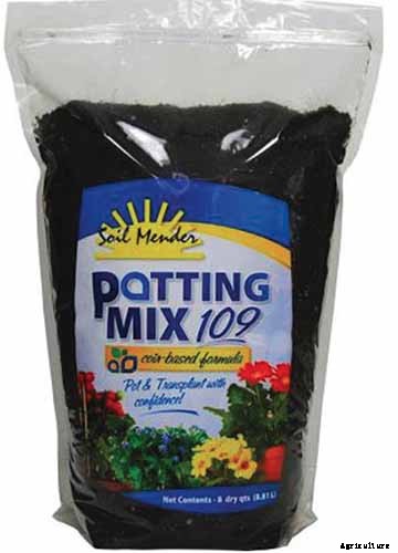 Troubleshooting Yellow Leaves on Prayer Plants