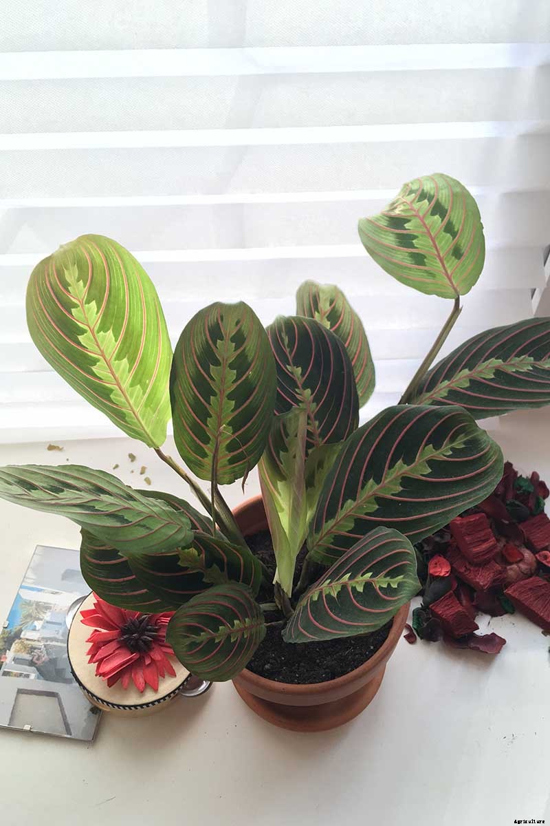 Troubleshooting Yellow Leaves on Prayer Plants