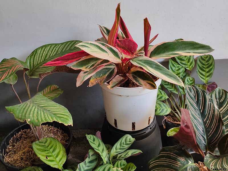 Troubleshooting Yellow Leaves on Prayer Plants