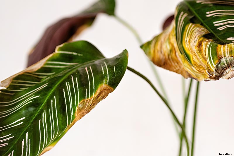 Troubleshooting Yellow Leaves on Prayer Plants