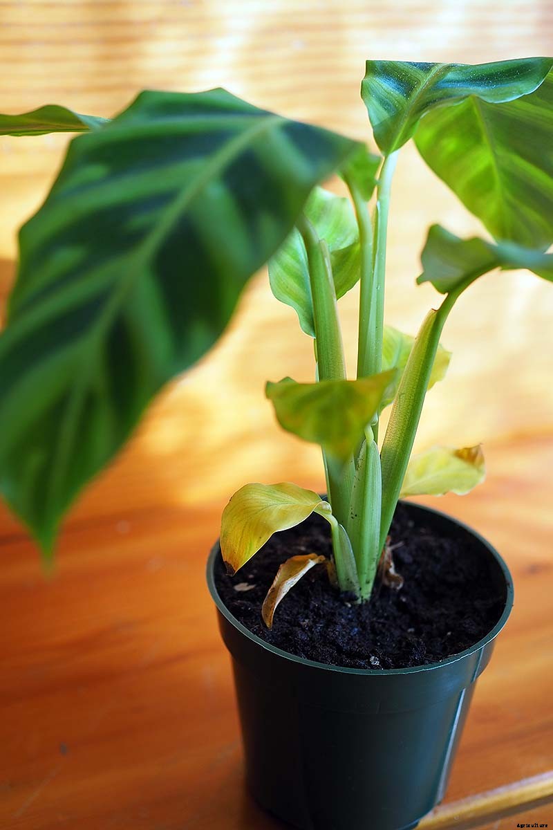 Troubleshooting Yellow Leaves on Prayer Plants