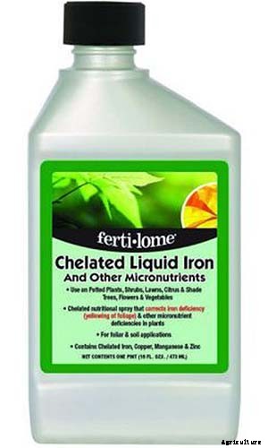 Troubleshooting Yellow Leaves on Prayer Plants