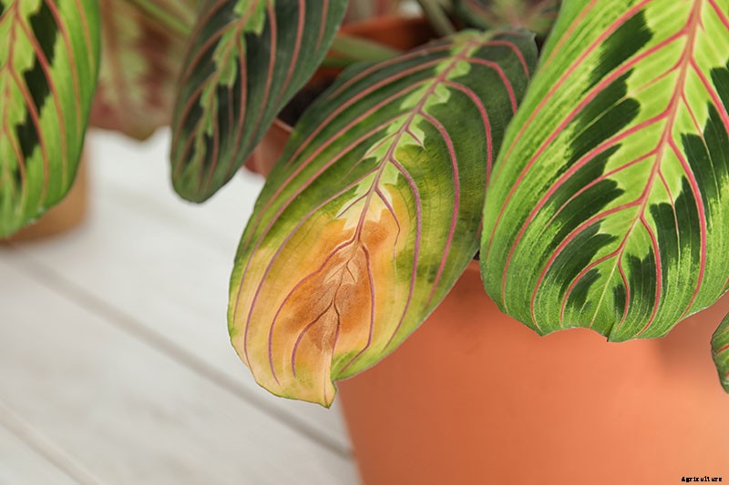Troubleshooting Yellow Leaves on Prayer Plants