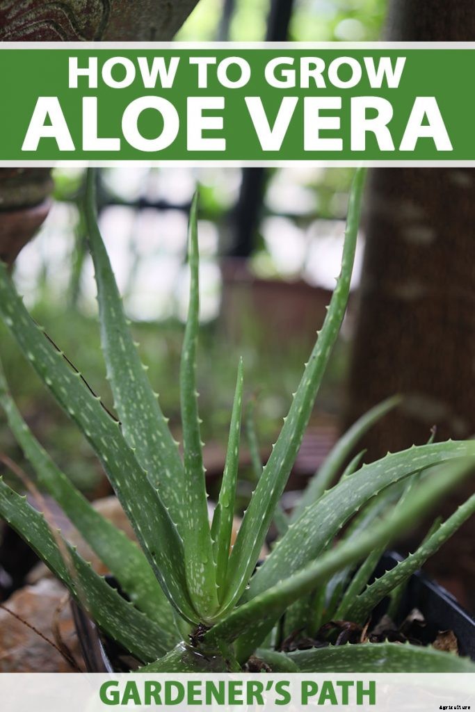 How to Grow and Care for Aloe Vera