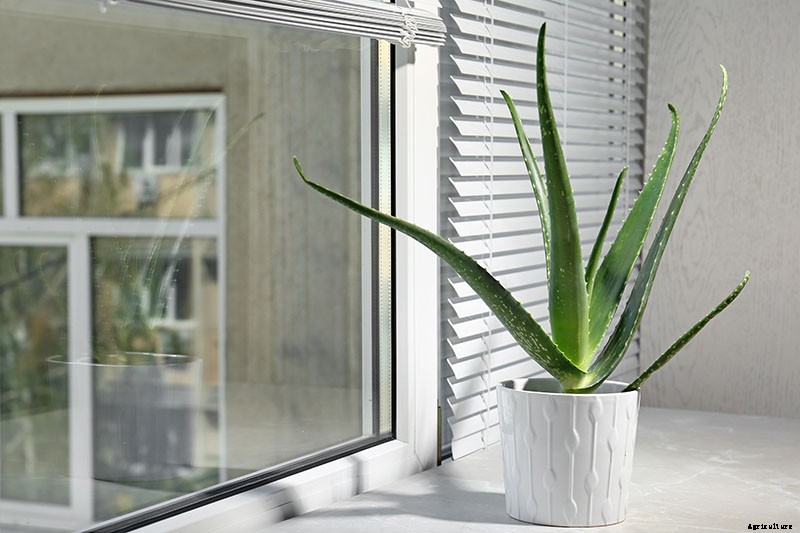 How to Grow and Care for Aloe Vera