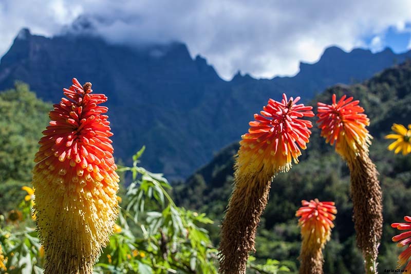 How to Grow and Care for Aloe Vera