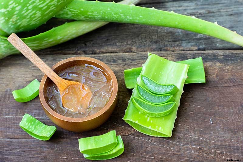 How to Grow and Care for Aloe Vera
