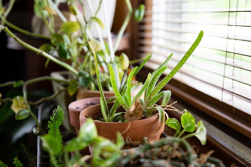 How to Grow and Care for Aloe Vera