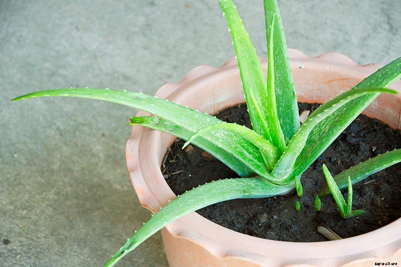 How to Grow and Care for Aloe Vera