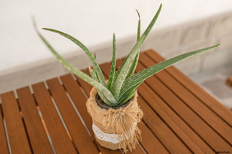 How to Grow and Care for Aloe Vera
