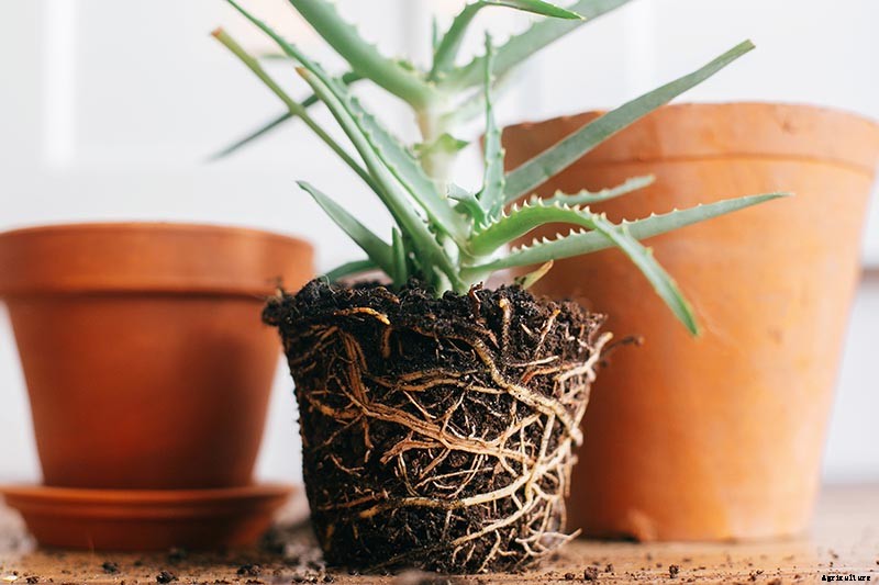 How to Grow and Care for Aloe Vera