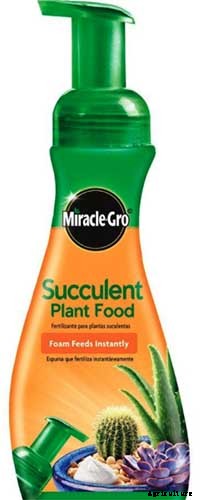 How to Grow and Care for Aloe Vera