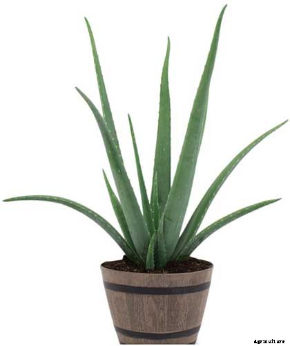 How to Grow and Care for Aloe Vera