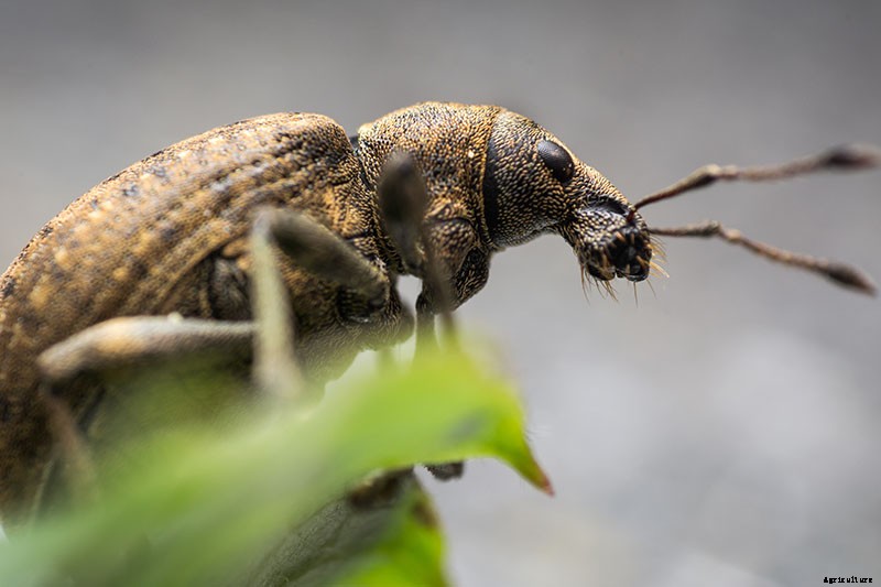 How to Grow and Care for Aloe Vera