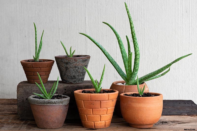 How to Grow and Care for Aloe Vera
