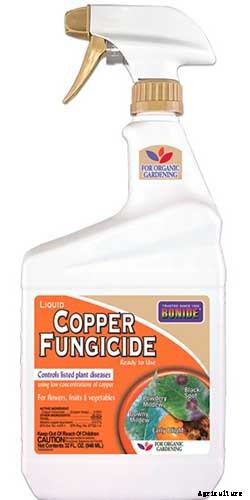 How to Grow and Care for Aloe Vera