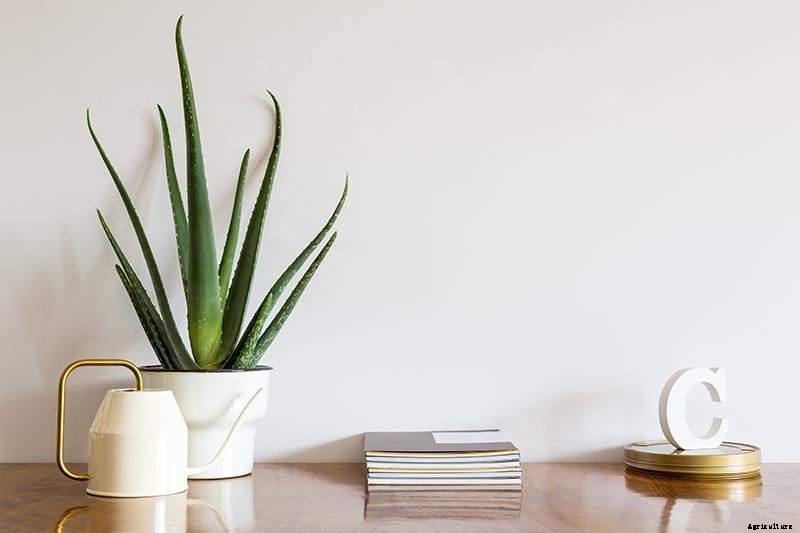 How to Grow and Care for Aloe Vera