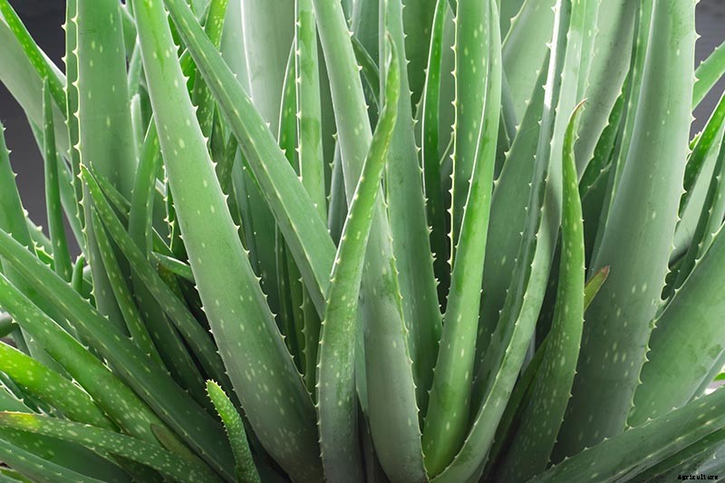 How to Grow and Care for Aloe Vera