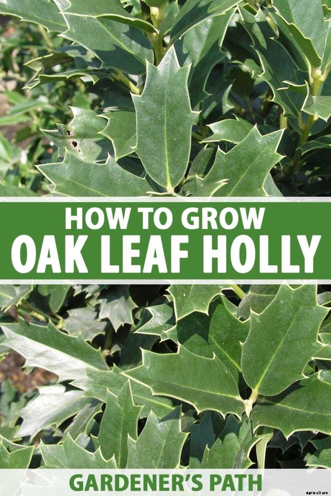 How to Plant and Grow Oak Leaf Holly