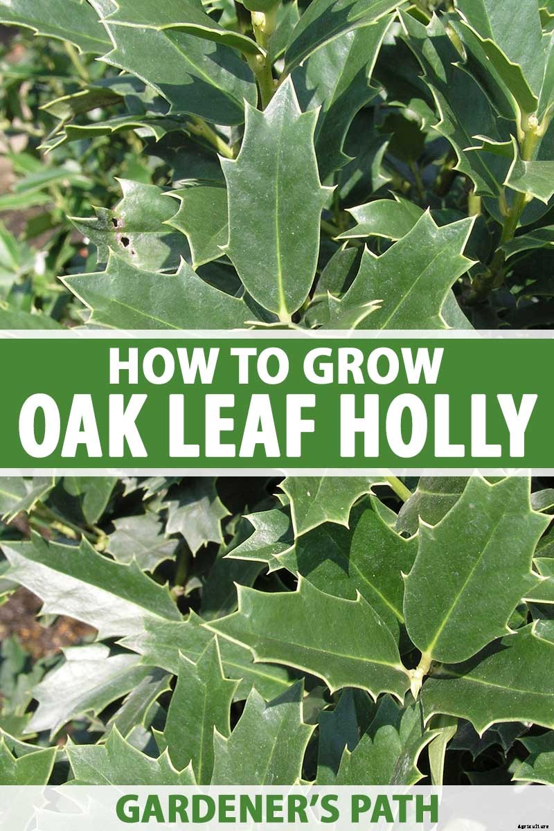 How to Plant and Grow Oak Leaf Holly
