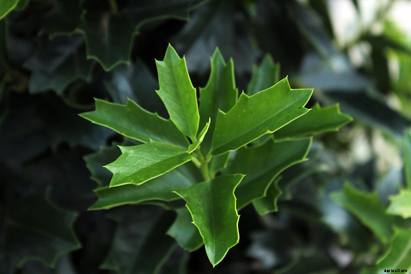 How to Plant and Grow Oak Leaf Holly
