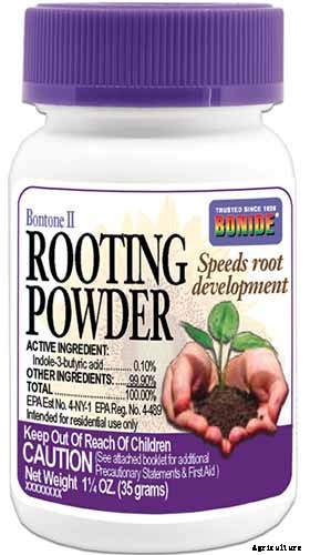 How to Plant and Grow Oak Leaf Holly