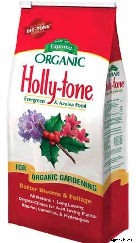 How to Plant and Grow Oak Leaf Holly