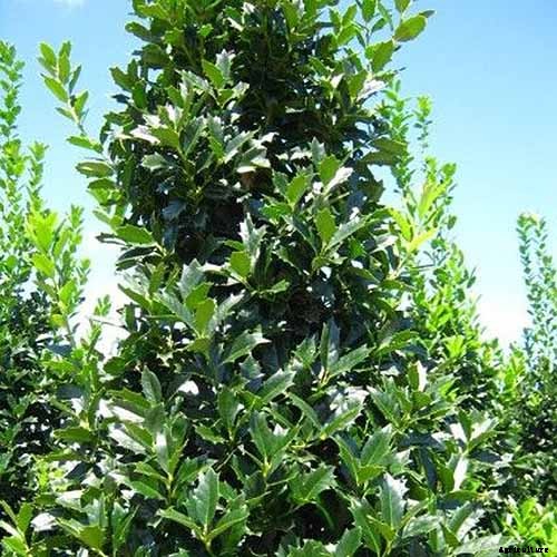 How to Plant and Grow Oak Leaf Holly