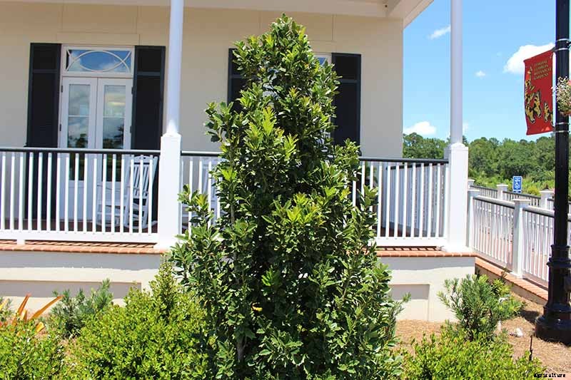 How to Plant and Grow Oak Leaf Holly