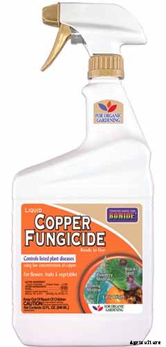 How to Plant and Grow Oak Leaf Holly