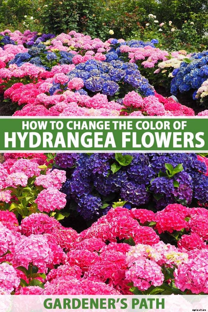 How to Change the Color of Hydrangea Flowers