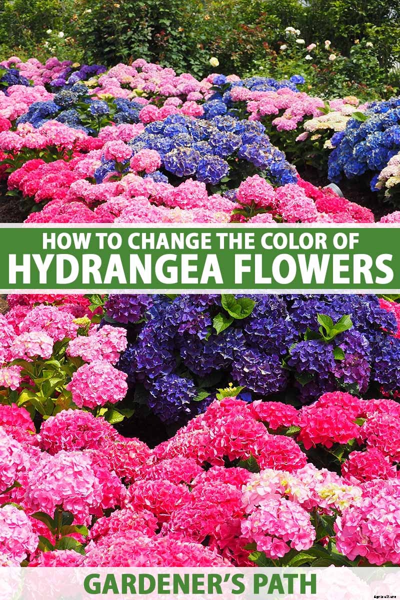 How to Change the Color of Hydrangea Flowers