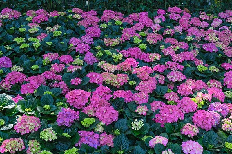 How to Change the Color of Hydrangea Flowers