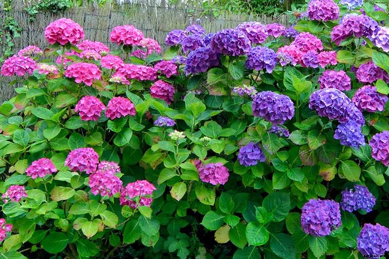 How to Change the Color of Hydrangea Flowers