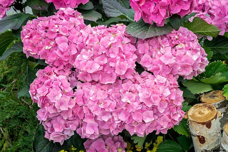 How to Change the Color of Hydrangea Flowers