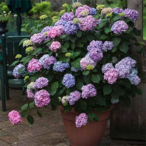 How to Change the Color of Hydrangea Flowers