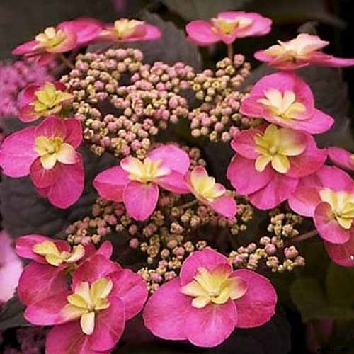 How to Change the Color of Hydrangea Flowers