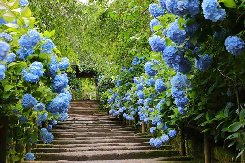How to Change the Color of Hydrangea Flowers