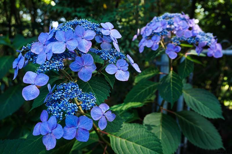 How to Change the Color of Hydrangea Flowers