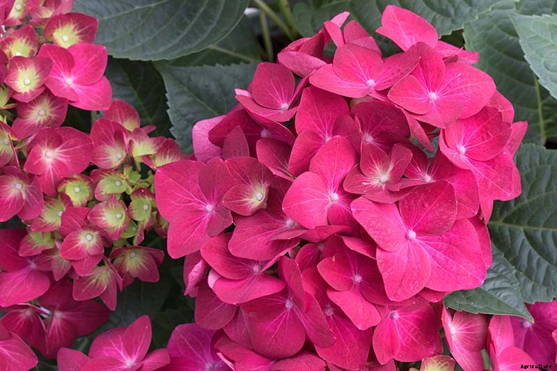 How to Change the Color of Hydrangea Flowers