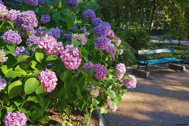 How to Change the Color of Hydrangea Flowers